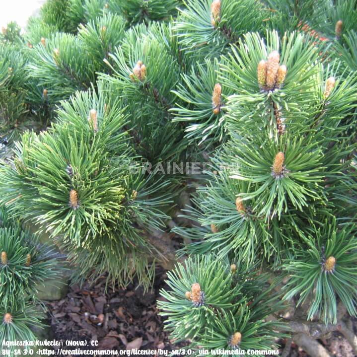 Mountain dwarf pine, lying pine, pinus mugo subsp. mugo image